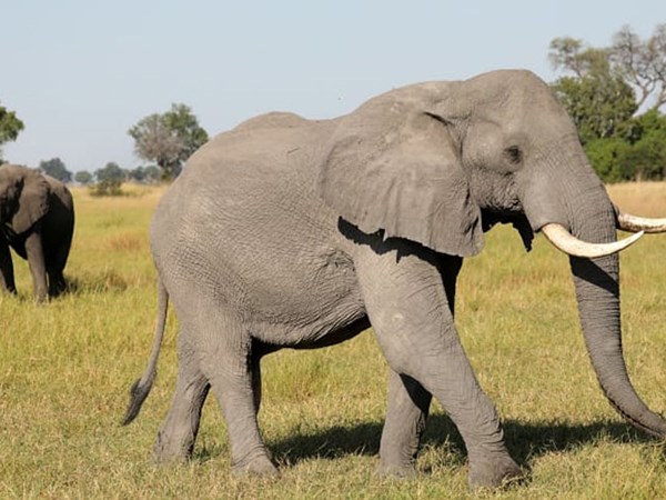 Mơ thấy con voi đánh ngay số mấy, là điềm hên hay xui?