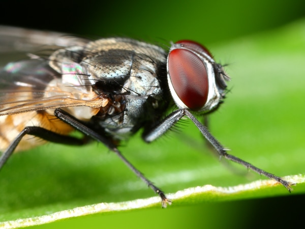 Tìm hiểu ý nghĩa giấc mơ thấy con ruồi dự báo lành hay xui sắp tới?