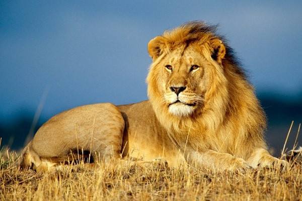 Chốt số dự đoán thử vận may khi nằm mơ thấy sư tử