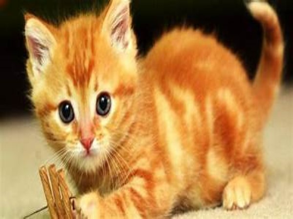 Mơ thấy mèo vàng đẻ con – Sinh tài sinh lộc, đại cát Mơ thấy mèo vàng đẻ con – Sinh tài sinh lộc, đại cát